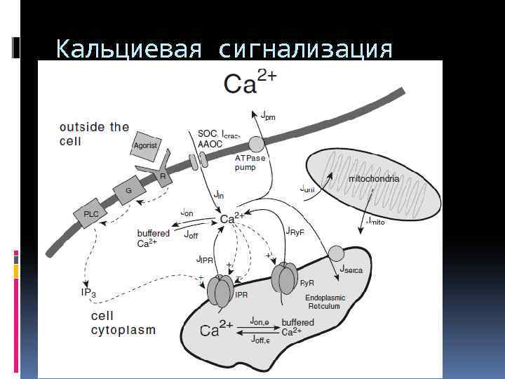 Кальциевая сигнализация 