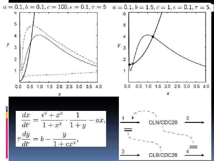 Циклины – «активаторингибитор» 
