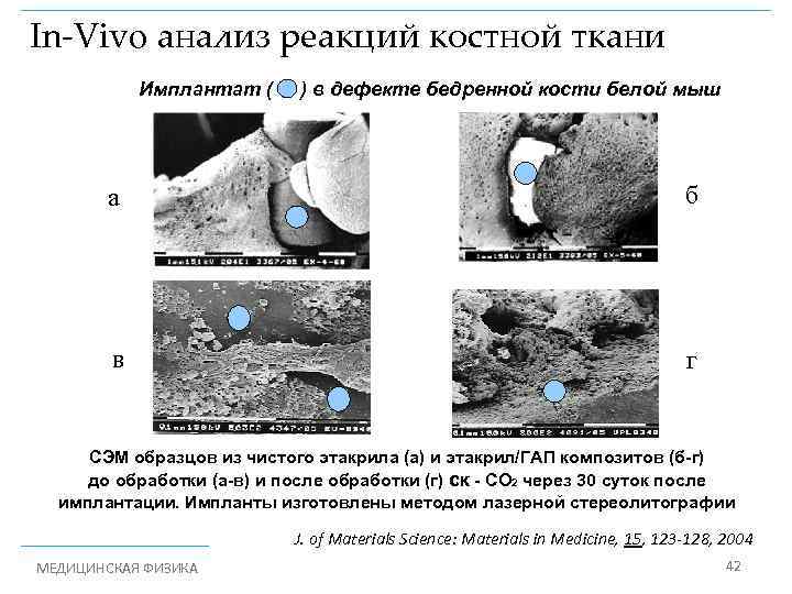 In-Vivo анализ реакций костной ткани Имплантат ( ) в дефекте бедренной кости белой мыш