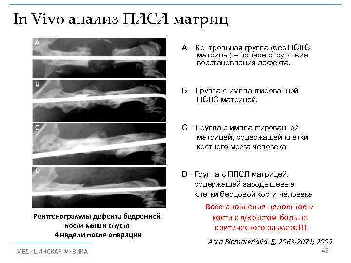 In Vivo анализ ПЛСЛ матриц A – Контрольная группа (без ПСЛС матрицы) – полное