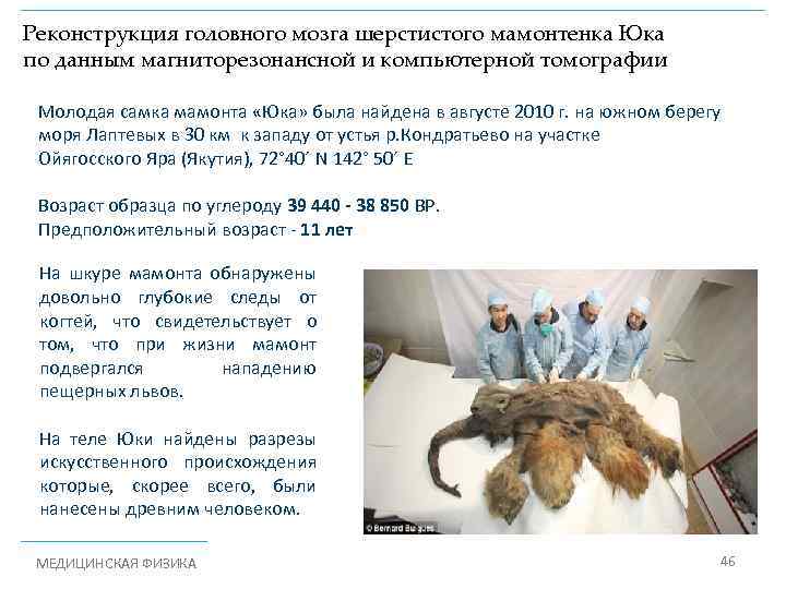 Реконструкция головного мозга шерстистого мамонтенка Юка по данным магниторезонансной и компьютерной томографии Молодая самка