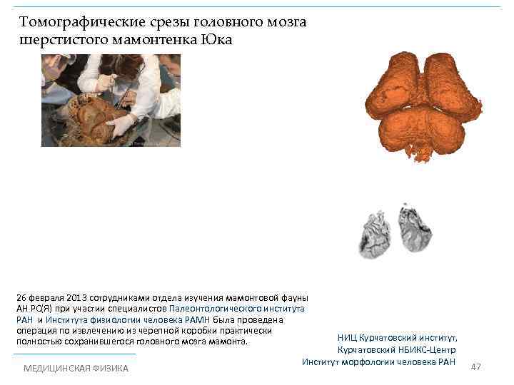 Томографические срезы головного мозга шерстистого мамонтенка Юка 26 февраля 2013 сотрудниками отдела изучения мамонтовой