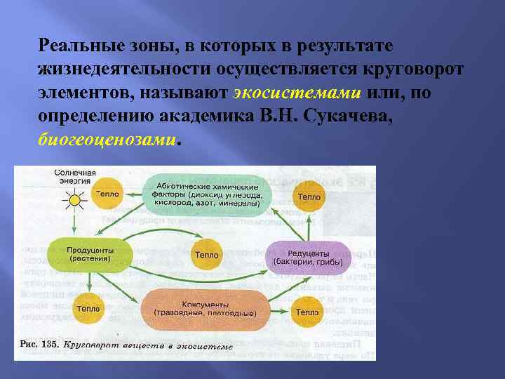 Реальные зоны, в которых в результате жизнедеятельности осуществляется круговорот элементов, называют экосистемами или, по