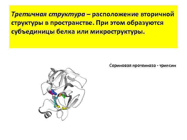 Третичная структура – расположение вторичной структуры в пространстве. При этом образуются субъединицы белка или