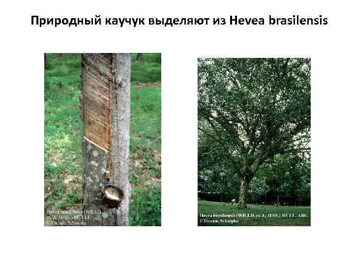 Природный каучук выделяют из Hevea brasilensis 