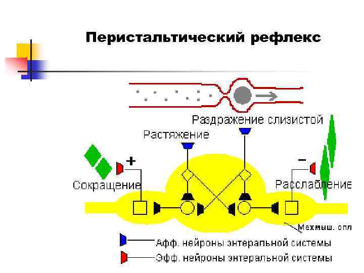 Схема перистальтического рефлекса