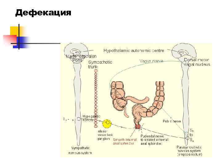 Боль при дефекации. Рефлекторный акт дефекации. Регуляция дефекации физиология. Рефлекс дефекации физиология. Процесс дефекации схема.