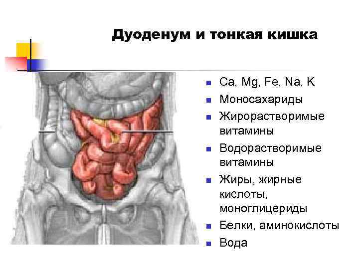 Пассаж кишки. Моторная деятельность тонкой кишки. Болит тонкий кишечник при надавливании. Двигательная активность тонкого кишечника.