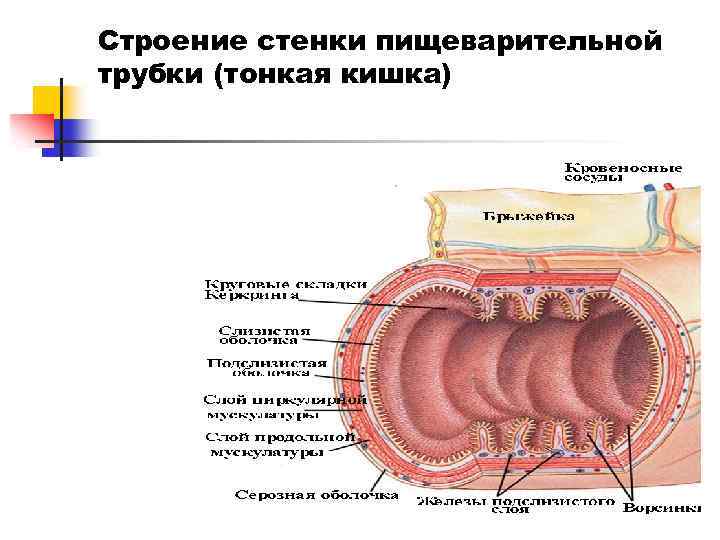 Всасывание ворсинками тонкого кишечника