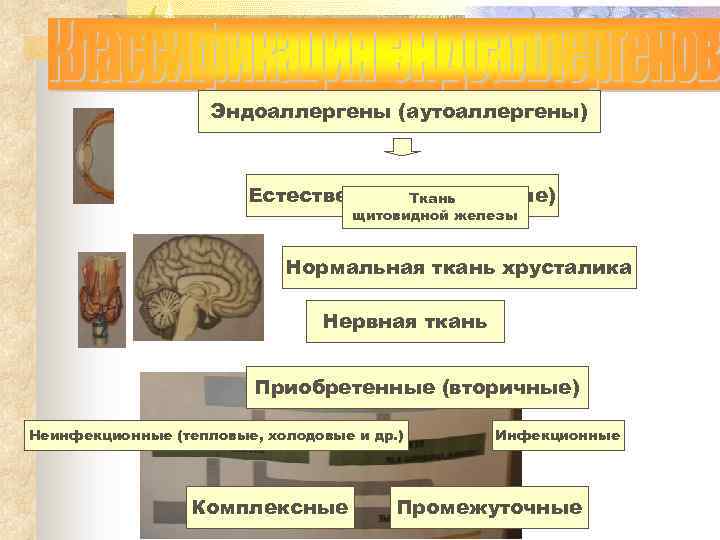 Эндоаллергены (аутоаллергены) Естественные Ткань (первичные) щитовидной железы Нормальная ткань хрусталика Нервная ткань Приобретенные (вторичные)