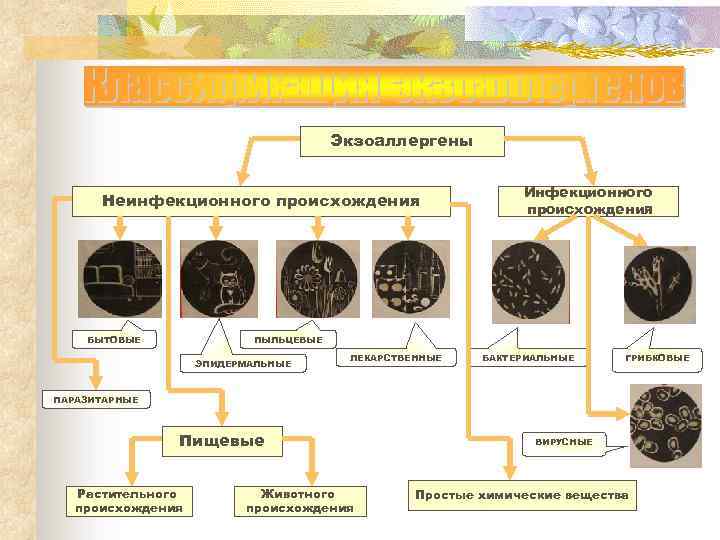 Экзоаллергены Неинфекционного происхождения БЫТОВЫЕ Инфекционного происхождения ПЫЛЬЦЕВЫЕ ЭПИДЕРМАЛЬНЫЕ ЛЕКАРСТВЕННЫЕ БАКТЕРИАЛЬНЫЕ ГРИБКОВЫЕ ПАРАЗИТАРНЫЕ Пищевые Растительного