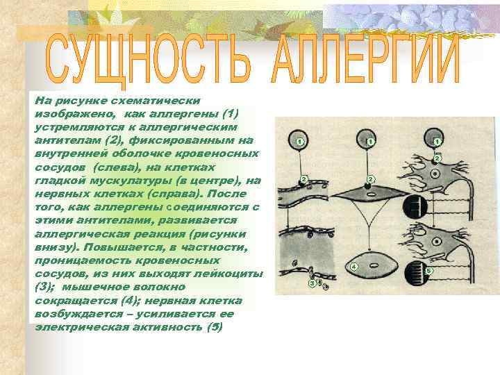 На рисунке схематически изображено, как аллергены (1) устремляются к аллергическим антителам (2), фиксированным на