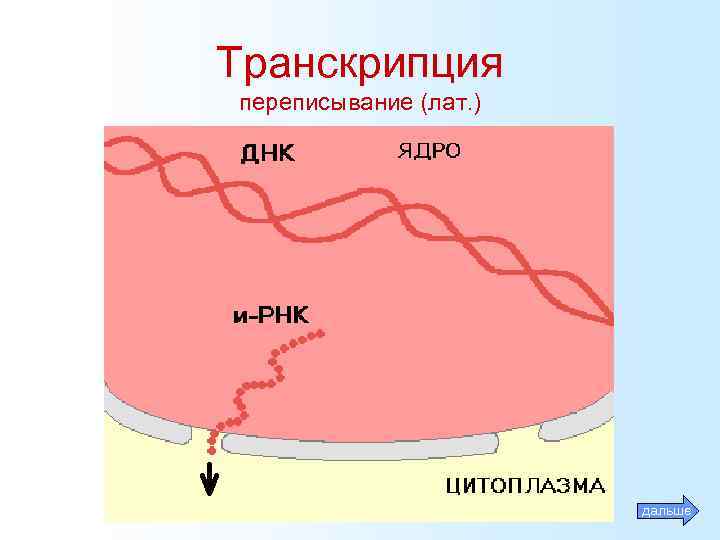 Транскрипция переписывание (лат. ) дальше 