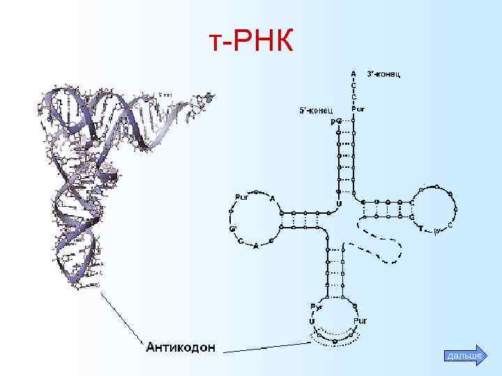 т-РНК дальше 