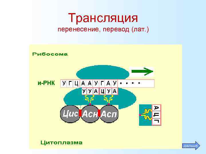 Трансляция перенесение, перевод (лат. ) дальше 