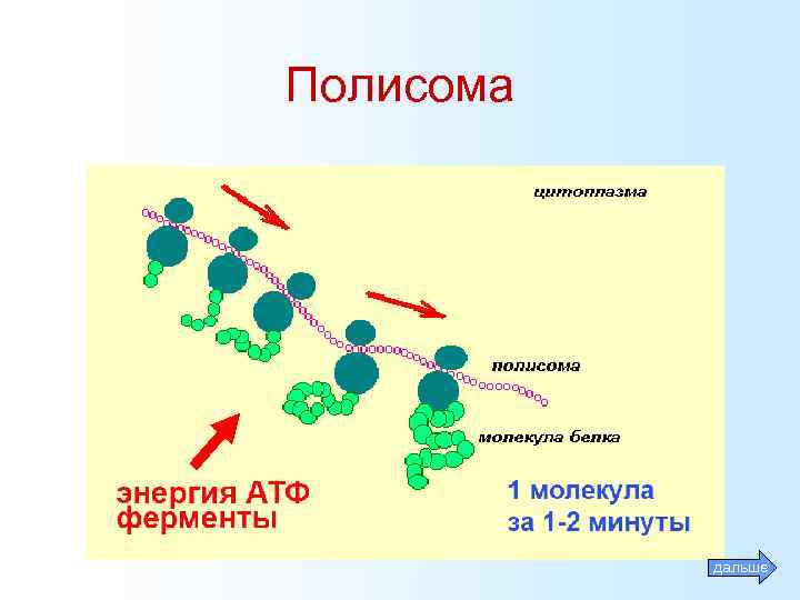 Полисома дальше 