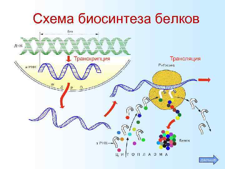 Схема биосинтеза белков дальше 