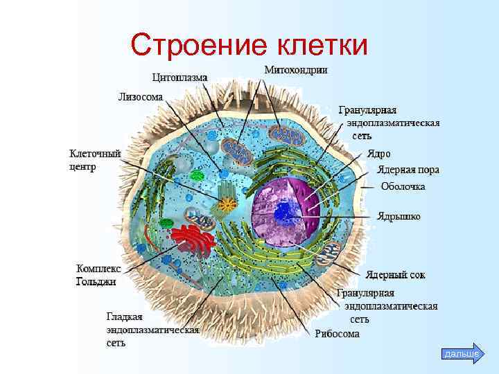 Строение клетки дальше 