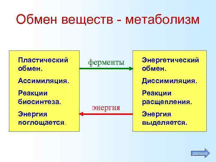 Обмен веществ - метаболизм Пластический обмен. ферменты Энергетический обмен. Ассимиляция. Диссимиляция. Реакции биосинтеза. Реакции