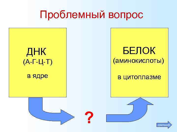 Проблемный вопрос БЕЛОК ДНК (А-Г-Ц-Т) (аминокислоты) в ядре в цитоплазме ? дальше 