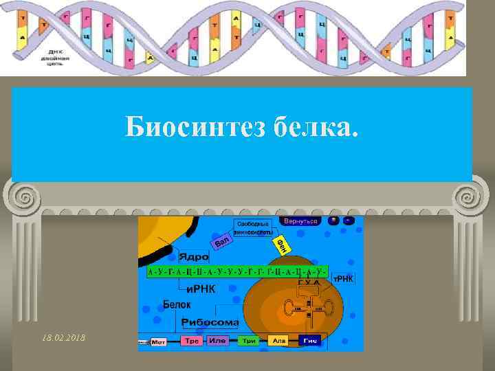 Биосинтез белка. 18. 02. 2018 