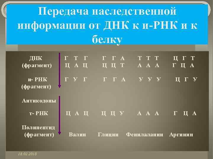 Передача наследственной информации от ДНК к и-РНК и к белку ДНК (фрагмент) Г Т