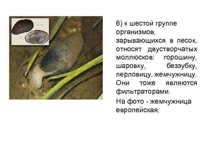 6) к шестой группе организмов, зарывающихся в песок, относят двустворчатых моллюсков: горошину, шаровку, беззубку,