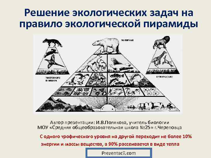 Решение экологических задач на правило экологической пирамиды Автор презентации: И. В. Полякова, учитель биологии
