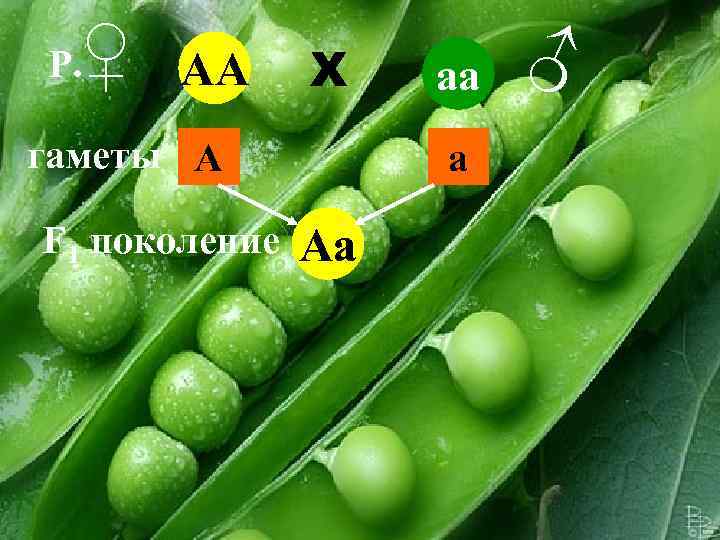 Горох Менделя