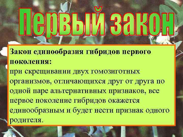 Закон единообразия гибридов первого поколения: при скрещивании двух гомозиготных организмов, отличающихся друг от друга