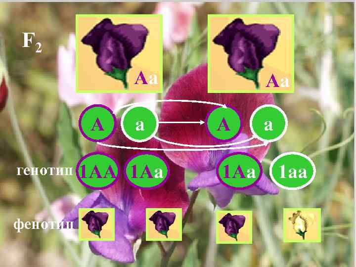 F 2 Аа А генотип фенотип а 1 АА 1 Аа Аа А 1