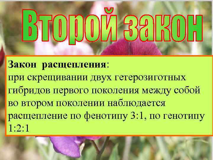 Закон расщепления: в потомстве, полученном Закон расщепления: при скрещивании двух гетерозиготных от скрещивания гибридов