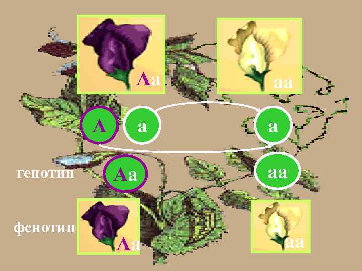 Аа А генотип фенотип аа а а Аа Аа аа аа 