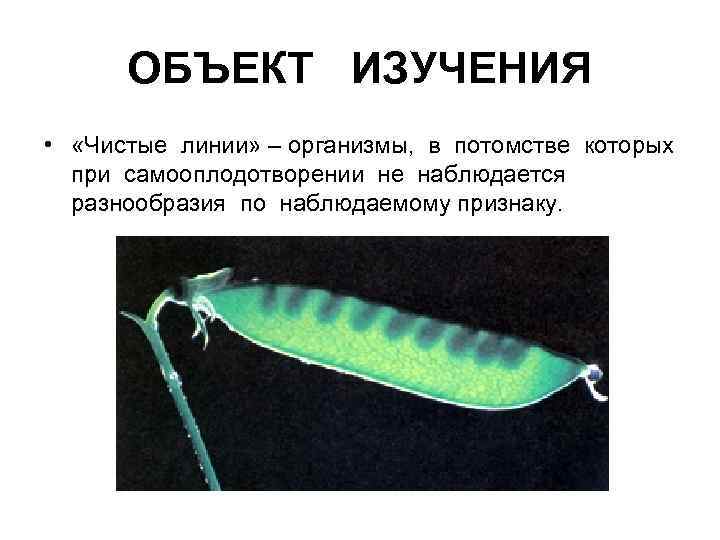 ОБЪЕКТ ИЗУЧЕНИЯ • «Чистые линии» – организмы, в потомстве которых при самооплодотворении не наблюдается