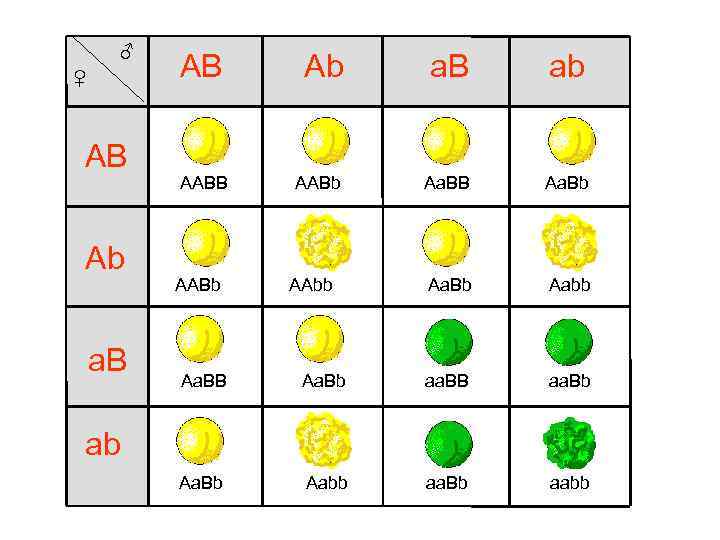  ♂ ♀ AB Ab a. B AB AABb Ab a. B ab AABb