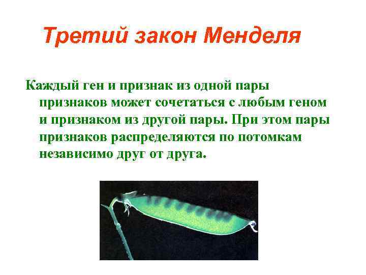 Третий закон Менделя Каждый ген и признак из одной пары признаков может сочетаться с