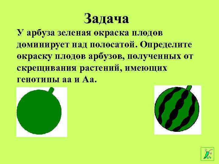 Задача У арбуза зеленая окраска плодов доминирует над полосатой. Определите окраску плодов арбузов, полученных