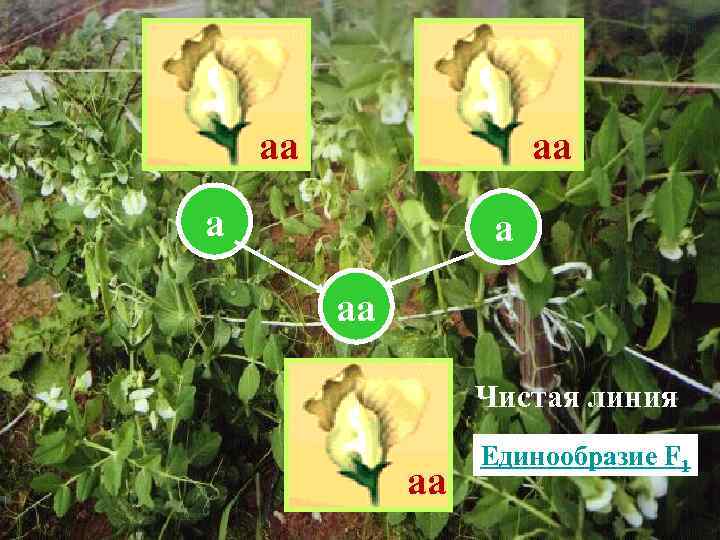 аа аа а а аа Чистая линия аа Единообразие F 1 