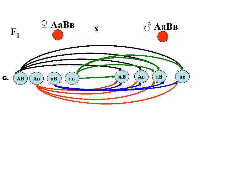 ♀ Аа. Вв F 1 G. АВ Ав а. В ав ♂ Аа. Вв