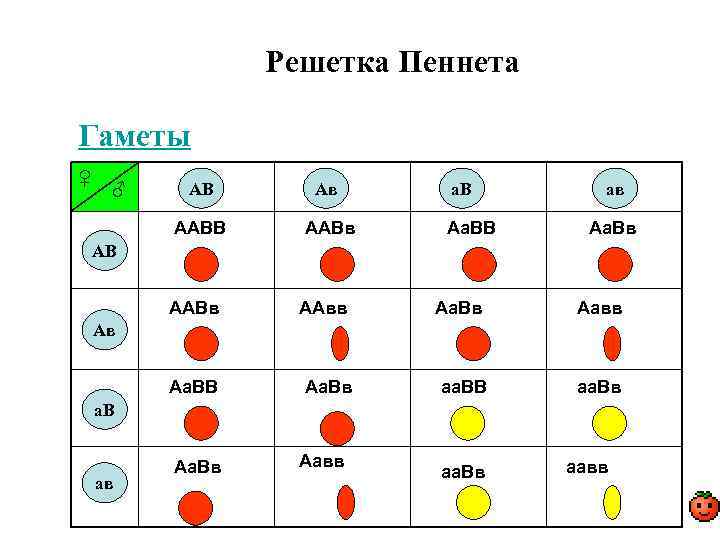Решетка Пеннета Гаметы ♀ ♂ АВ Ав ААВВ ААВв а. В Аа. ВВ ав