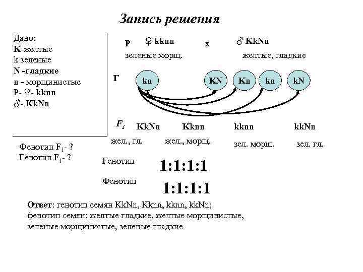 Запись решения Дано: K-желтые k зеленые N -гладкие n - морщинистые Р- ♀- kknn