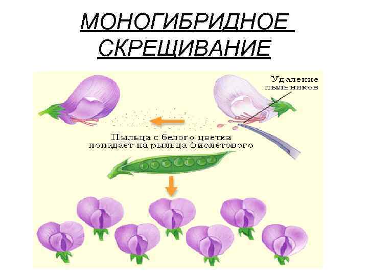 МОНОГИБРИДНОЕ СКРЕЩИВАНИЕ 