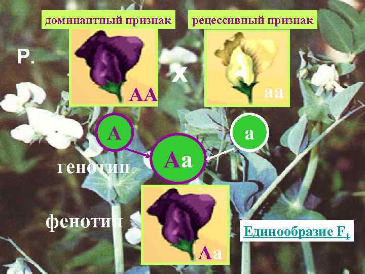 доминантный признак Р. АА рецессивный признак Х аа А генотип а Аа фенотип Аа