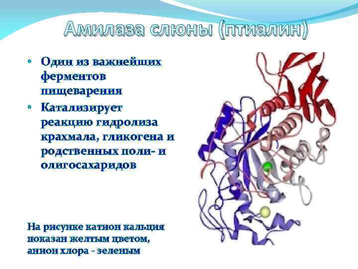 Амилаза слюны человека. Химическая структура амилазы слюны. Альфа амилаза строение. Α-амилаза формула.