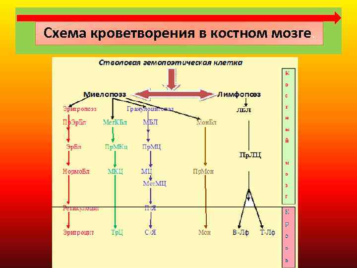 Схема кроветворения патофизиология