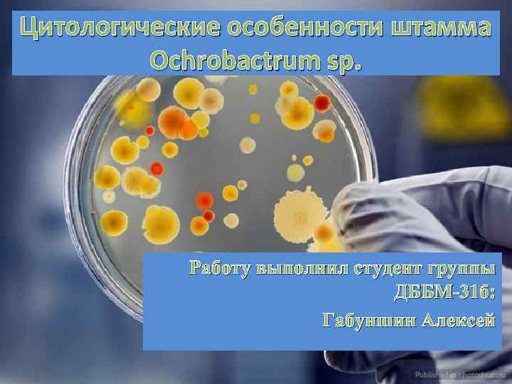 Цитологические особенности штамма Ochrobactrum sp. Работу выполнил студент группы ДББМ-31 б: Габуншин Алексей 