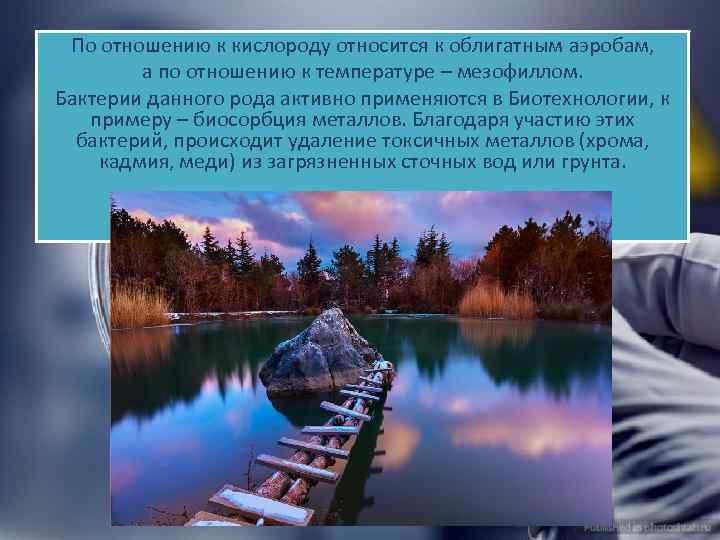 По отношению к кислороду относится к облигатным аэробам, а по отношению к температуре –