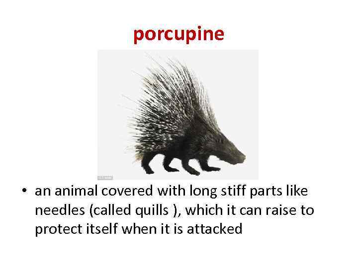 porcupine • an animal covered with long stiff parts like needles (called quills ),