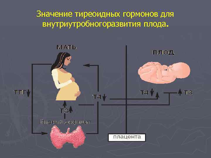 Значение тиреоидных гормонов для внутриутробногоразвития плода 