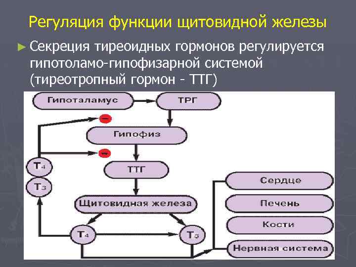 Регуляция функции щитовидной железы ► Секреция тиреоидных гормонов регулируется гипотоламо-гипофизарной системой (тиреотропный гормон -